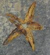 Ordovician Starfish (Petraster?) Fossil - Positive & Negative #56363-2